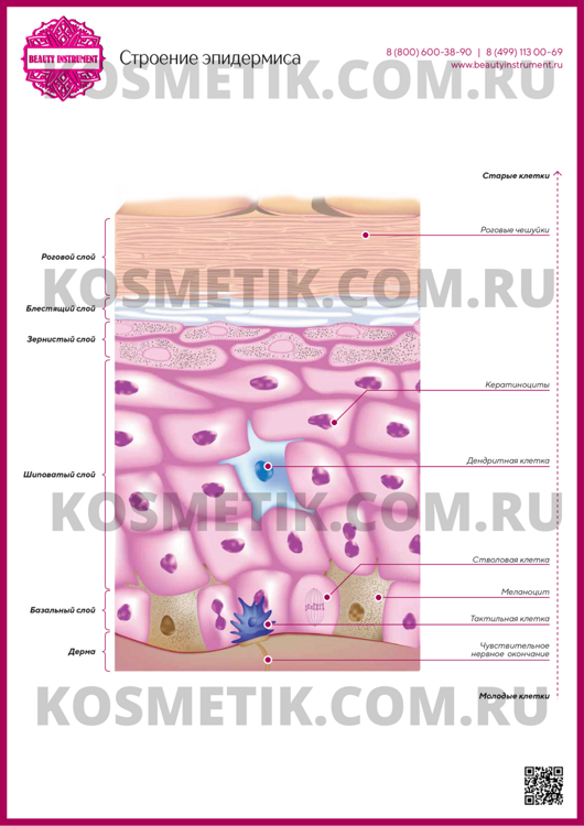Плакат для косметолога "Строение эпидермиса"